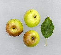 Wagener Apples